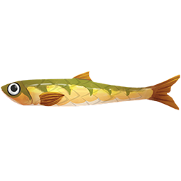 Sabertoothed Anchovy