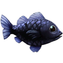 검은 바다 농어