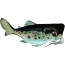 マダラブルヘッド