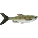 斑点模様のゴビ