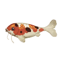 Koi biliosa